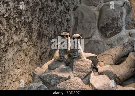 suricat animal de la faune mignon nature douce Banque D'Images