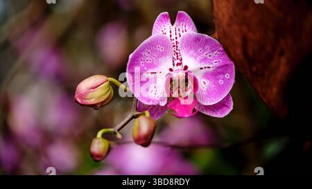 Orchidée fleurit dans le violet vif, mettant en valeur des pétales délicats aux motifs complexes dans un environnement de jardin luxuriant Banque D'Images