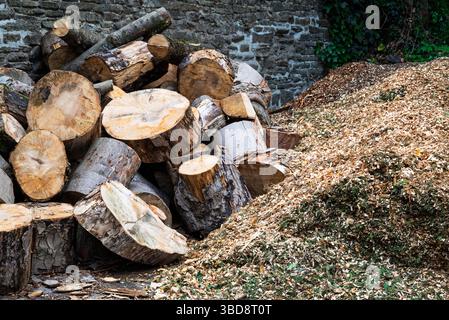 Un tas de bûches fraîchement coupées se trouve à côté d'un monticule de copeaux de bois, probablement le résultat d'une coupe ou d'un enlèvement récent d'arbres. Les journaux sont probablement en cours de stockage Banque D'Images