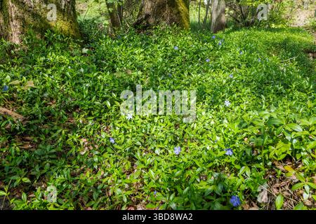 Pervenche commune poussant à l'état sauvage dans la forêt en compagnie de troncs épais d'arbres forestiers. Printemps dans la forêt. Pologne orientale. Banque D'Images