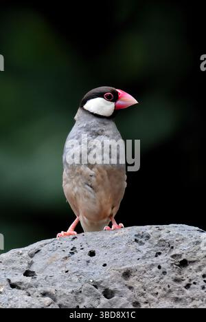 Le moineau de Java est un oiseau-cage populaire qui s'est répandu dans de nombreux pays, y compris les îles d'hawaï Banque D'Images