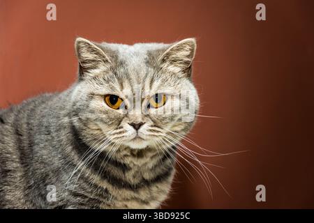 Le chat britannique est strict et sérieux à la recherche de la caméra. Chat drôle avec les yeux oranges Banque D'Images