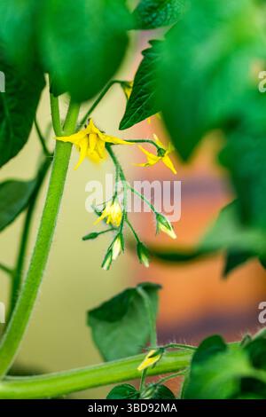 Fleur de tomate. Les fleurs jaunes de la plante de tomate poussent en serre à la ferme. Banque D'Images