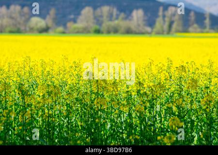 champ de colza jaune vibrant dans un paysage agricole en pleine floraison Banque D'Images