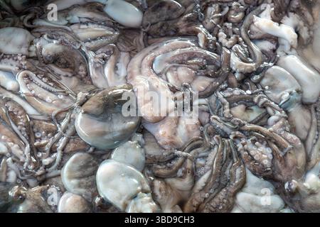 Gros plan de nombreux poulpes avec leurs têtes et tentacules visibles. Concept d'abondance et de variété, car il existe de nombreux types différents de poulpes dans le s. Banque D'Images