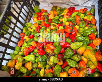 Un grand panier rempli de poivrons habanero rouges, verts et oranges vibrants sur un étal de marché, mettant en valeur leur variété colorée Banque D'Images