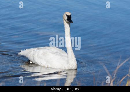 Le trompettiste Swan (Cygnus buccinator) nage dans le lac Swan dans le parc national de Yellowstone. Les cygnes trompettes sont la plus grande sauvagine d'Amérique du Nord. Banque D'Images