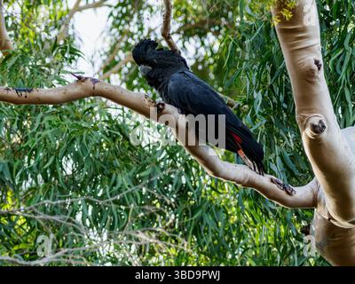Cockatoo noir à queue rouge, Dalkeith, Australie occidentale 2 Banque D'Images