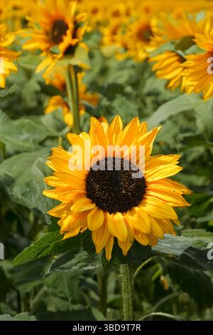 Champ de tournesols Banque D'Images