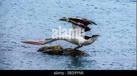 Pélican australien étirant son cou à Flinders Bay, Augusta, Australie occidentale Banque D'Images