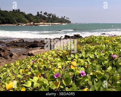 Des fleurs colorées fleurissent le long du rivage rocheux, contrastant avec les vagues de l'océan. Les palmiers parsèment l'arrière-plan sous un ciel clair, créant une atmosphère sereine Banque D'Images