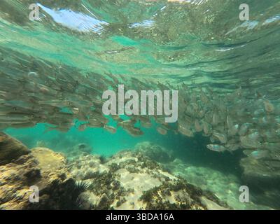 Une grande école de poissons argentés nage gracieusement à travers les eaux bleues claires des Maldives. Les récifs coralliens et les rochers fournissent un habitat vibrant pour Banque D'Images