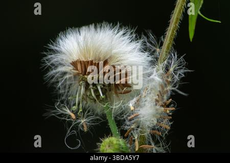 Photographie macro d'une tête de graines de pissenlit mettant en évidence les détails complexes des graines et des fibres entourées de feuillage naturel. Banque D'Images