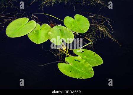 Les coussinets de Lily vert avec un petit dragon bleu volent sur de l'eau calme sombre. Banque D'Images