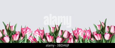 Tulipes roses encadrant le bas de la bannière Web de fond gris Banque D'Images