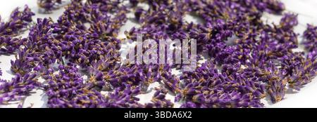 Couche de la bannière de toile de fond de têtes de fleurs de lavande violette fraîche coupée dispersée Banque D'Images