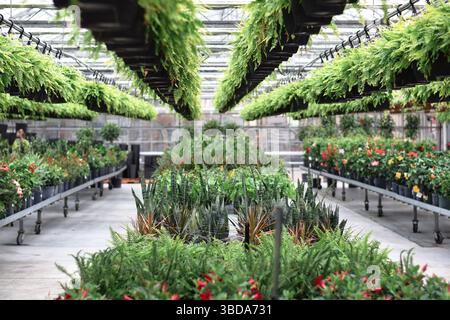 Rangées de plantes vertes dans une pépinière de serre Banque D'Images