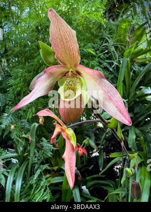 Fleur d'orchidée Phragmipedium feu vivant, Orchidaceae Banque D'Images