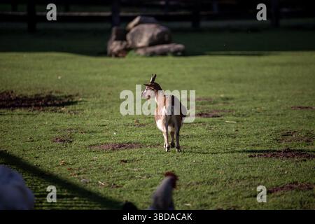 Une chèvre se dresse dans un pâturage verdoyant, regardant loin, tandis que les poulets errent à proximité. Le soleil jette une lumière douce sur la scène idyllique de la ferme dans l'après-midi Banque D'Images