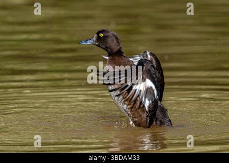 Canard touffeté / pochard touffeté (Aythya fuligula / Anas fuligula) adulte femelle se baignant et battant des ailes dans le lac au printemps Banque D'Images