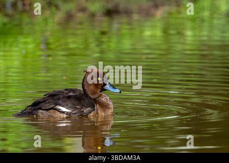 Canard touffeté / pochard touffeté (Aythya fuligula / Anas fuligula) femelle adulte nageant dans un étang au printemps Banque D'Images