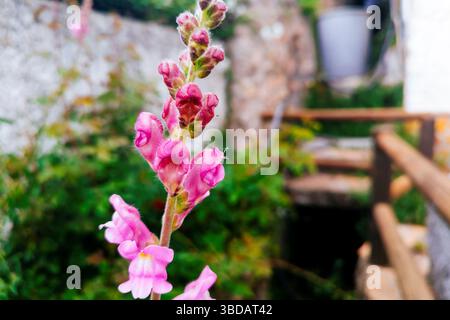 Antirrhinum majus - snapdragon commun. Málaga, Andalucía, Espagne, Europe Banque D'Images
