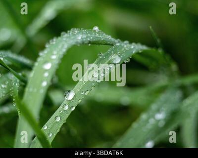 Peu après la pluie, les gouttes de pluie gisent comme des perles sur les feuilles de l'herbe. Prise à Musio, un quartier de Tremosine sur le lac de Garde. Banque D'Images