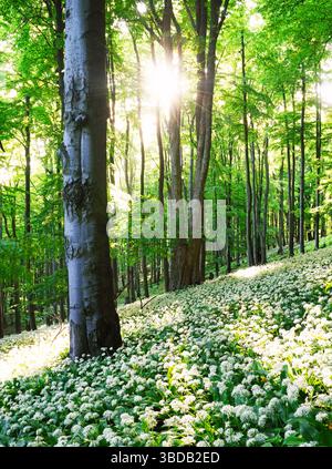 Ail sauvage en fleur avec soleil dans le paysage forestier vert Banque D'Images