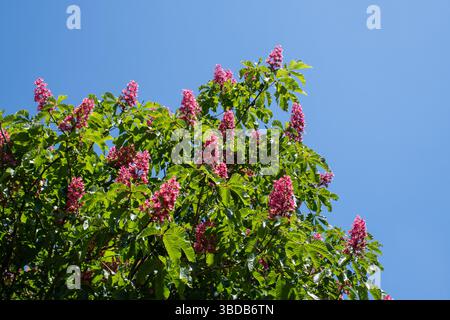 Châtaignier rouge en fleur pendant mai, Aesculus × carnea, Angleterre, Royaume-Uni Banque D'Images