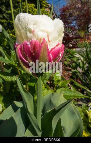 Une variété inhabituelle de tulipe appelée « crème glacée » qui comporte une courte tige avec une double fleur blanche et des pétales rouges qui ressemblent à un cône de crème glacée. Banque D'Images