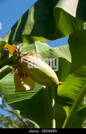 Le corps fructifiant émergeant de la tige d'un Musa basjoo, une espèce de banane robuste également connue sous le nom de banane fibreuse originaire des îles Ryukyu au Japon. Banque D'Images