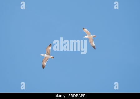 Deux mouettes volent gracieusement contre un ciel bleu éclatant, mettant en valeur la liberté de voler dans la nature Banque D'Images