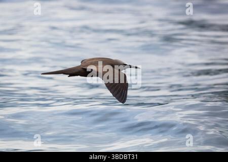 Un Noddy brun, Anous stolidus, en vol au-dessus de la mer dans le parc national de Coiba Island, mer du Pacifique, province de Veraguas, République du Panama. Banque D'Images