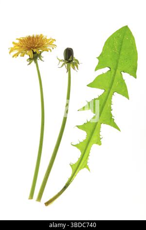 Fleur, bourgeon et une feuille de pissenlit (Taraxacum officinale), isolé devant un fond blanc feuille, bourgeon et fleur de pissenlit (Taraxacum offici Banque D'Images