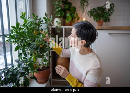 Femme mature touchant le buisson clémentine avec des fruits mûrs, s'occupant d'agrumes à l'intérieur à la maison Banque D'Images