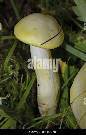Champignons mouchetés dorés en cire de bois (Hygrophorus chrysodon) Banque D'Images