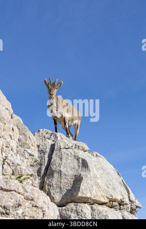 Vue rapprochée d'une jeune chèvre de montagne sauvage ibérique perchée sur un promontoire rocheux élevé sous un bleu clair ciel Banque D'Images