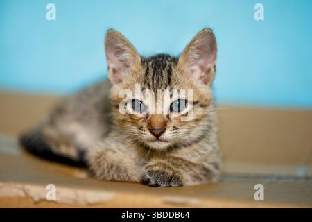 Chaton reposant sur une boîte en carton - gros plan d'un chaton égaré mignon avec des yeux expressifs, idéal pour l'adoption et les concepts de bien-être animal Banque D'Images