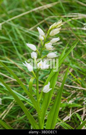 Cephalanthera longifolia, communément appelé helleborine à feuilles étroites, helleborine à feuilles épées ou helleborine à feuilles longues Banque D'Images
