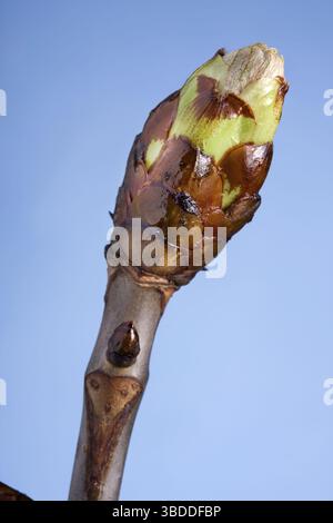 Châtaignier (Aesculus hippocastanum), bourgeon, Belgique Banque D'Images