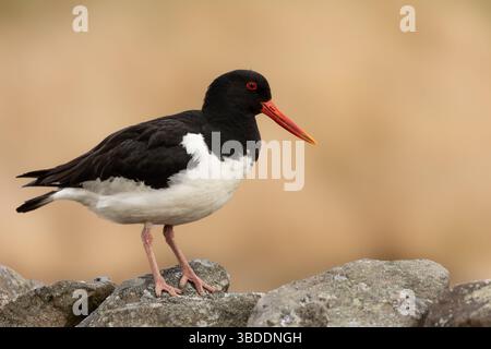Oystercatcher à la fin du printemps, se tenait sur un mur de pierres sèches et faisait face à droite sur la lagune de tétras gérée dans les Yorkshire Dales, Royaume-Uni. Nom scientifique : Ha Banque D'Images