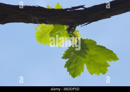 Vignoble - nouvelles feuilles de vigne - culture de la vigne Banque D'Images