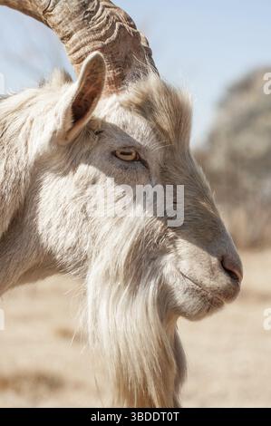 Un portrait d'une chèvre blanche Saanen vue du côté droit de la chèvre de profil Banque D'Images