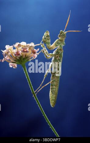 Fleur du diable, petite fleur du diable (Blepharopsis mendica) sur anémone, mante de prière égyptienne, prière Banque D'Images