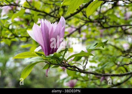 délicate fleur de magnolia rose fleurit sur une branche entourée de feuilles vertes luxuriantes, capturant l'élégance et la fraîcheur du printemps Banque D'Images
