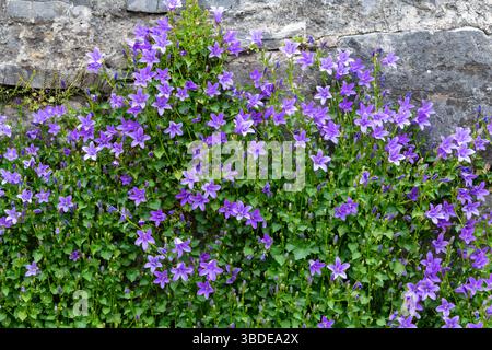 Campanula Portenschlagiana poussant et fleurissant dans un vieux mur de pierre Banque D'Images