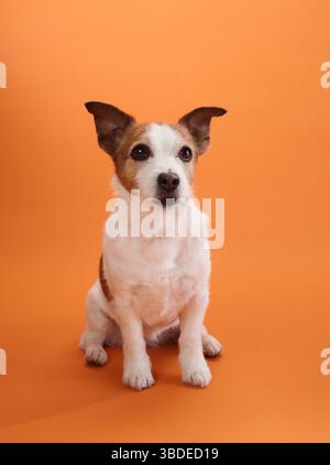 Un Jack Russell Terrier est assis calmement sur un fond orange, regardant attentivement la caméra. La posture composée du chien ajoute une touche paisible à la Banque D'Images
