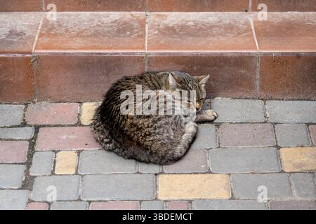 Un chat tabby gris se boucle avec satisfaction sur un chemin pavé coloré dans un environnement urbain. Le cadre montre une atmosphère chaleureuse et détendue pendant le Banque D'Images