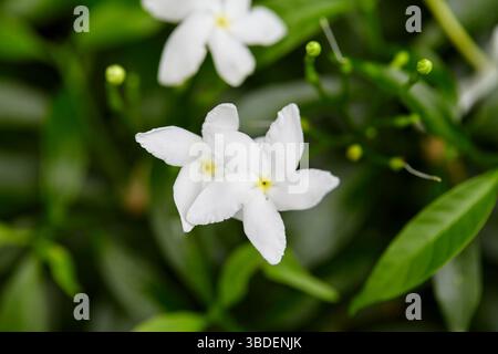 Vue rapprochée de Gerdenia Crape Jasmine blanc en fleurs sur feuille verte Banque D'Images