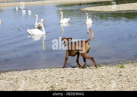 German Pinscher observe les cygnes à bosse (Cygnus olor), les cygnes à bosse Banque D'Images